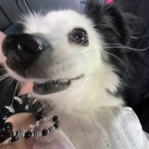 Meet your Posher, Marlie